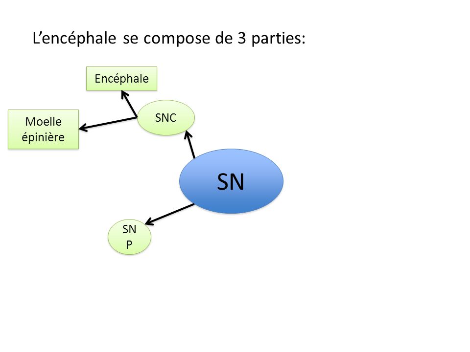 SN L’encéphale se compose de 3 parties: Encéphale SNC Moelle épinière