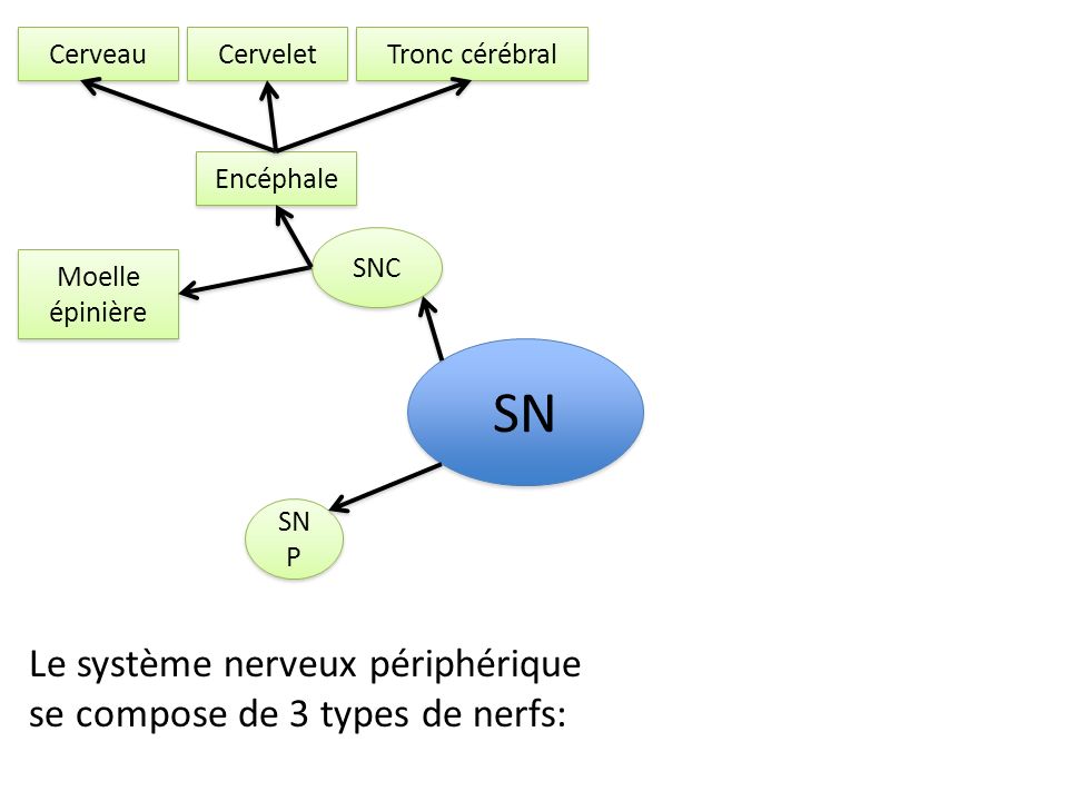 SN Le système nerveux périphérique se compose de 3 types de nerfs: