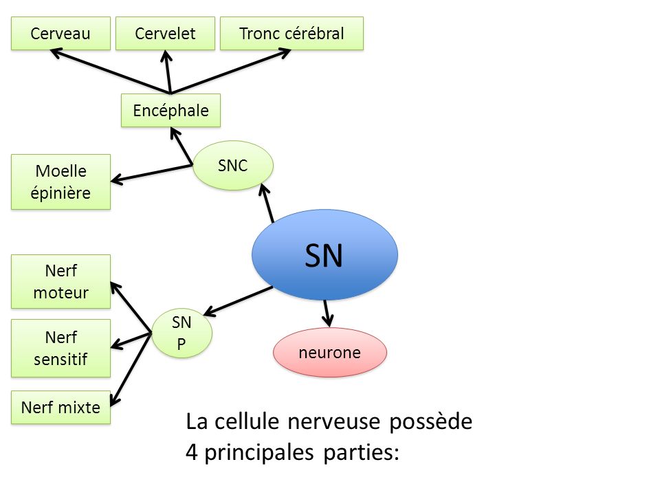 SN La cellule nerveuse possède 4 principales parties: Cerveau Cervelet