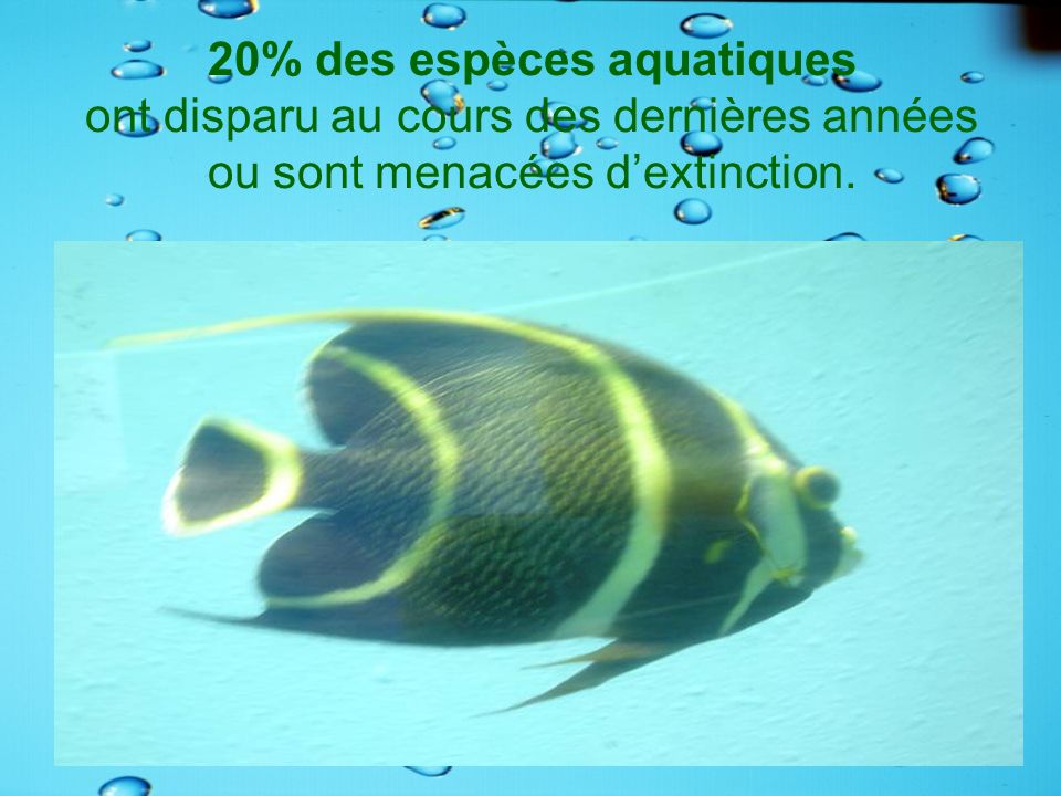 20% des espèces aquatiques ont disparu au cours des dernières années ou sont menacées d’extinction.