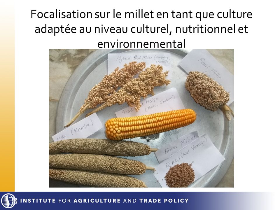 Focalisation sur le millet en tant que culture adaptée au niveau culturel, nutritionnel et environnemental