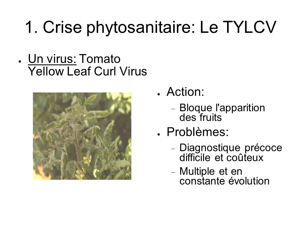 1. Crise phytosanitaire: Le TYLCV