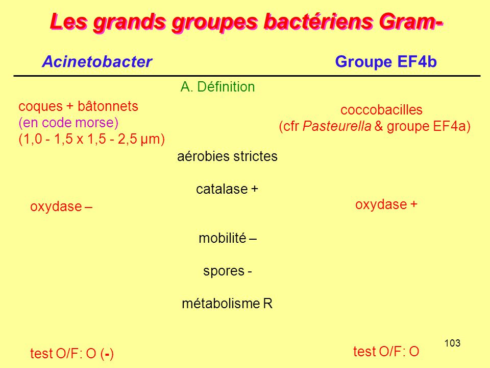 Les grands groupes bactériens Gram-
