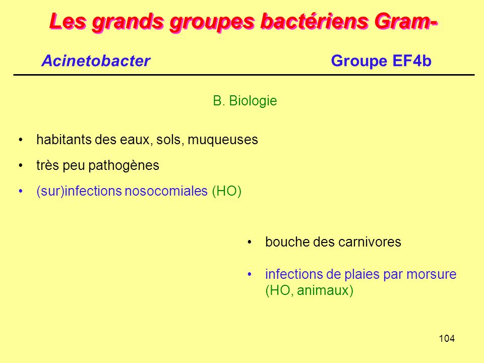 Les grands groupes bactériens Gram-
