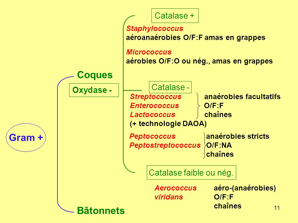 Coques Gram + Bâtonnets Catalase + Catalase - Oxydase -