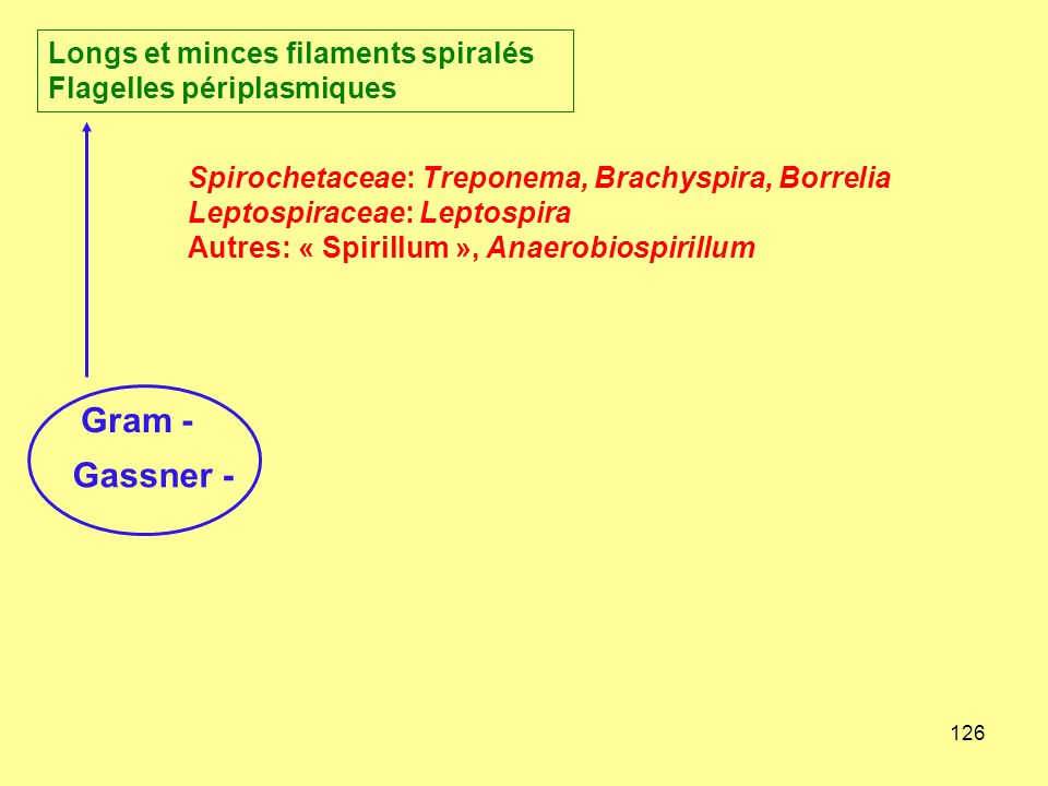 Gram - Gassner - Longs et minces filaments spiralés