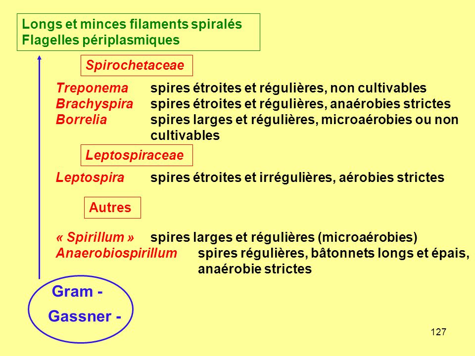 Gram - Gassner - Longs et minces filaments spiralés