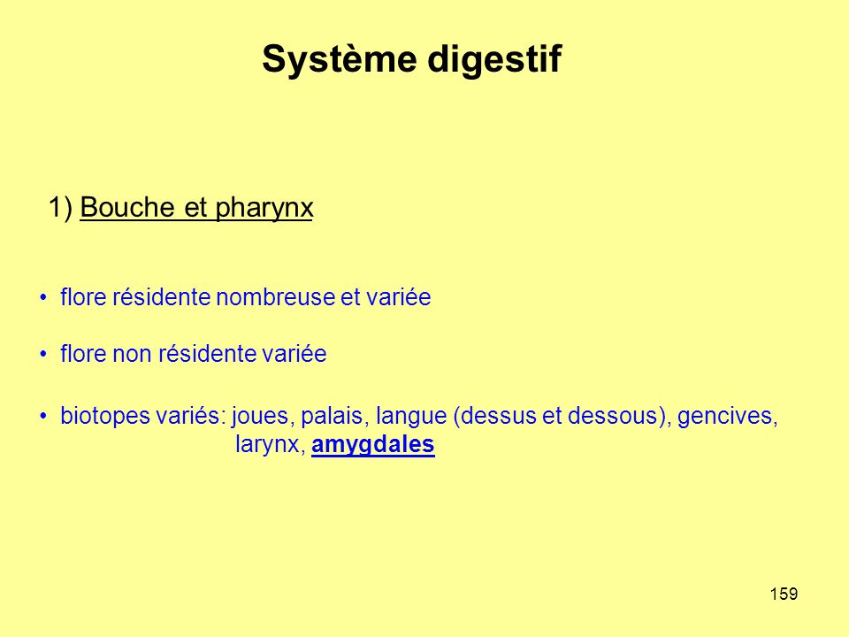 Système digestif 1) Bouche et pharynx