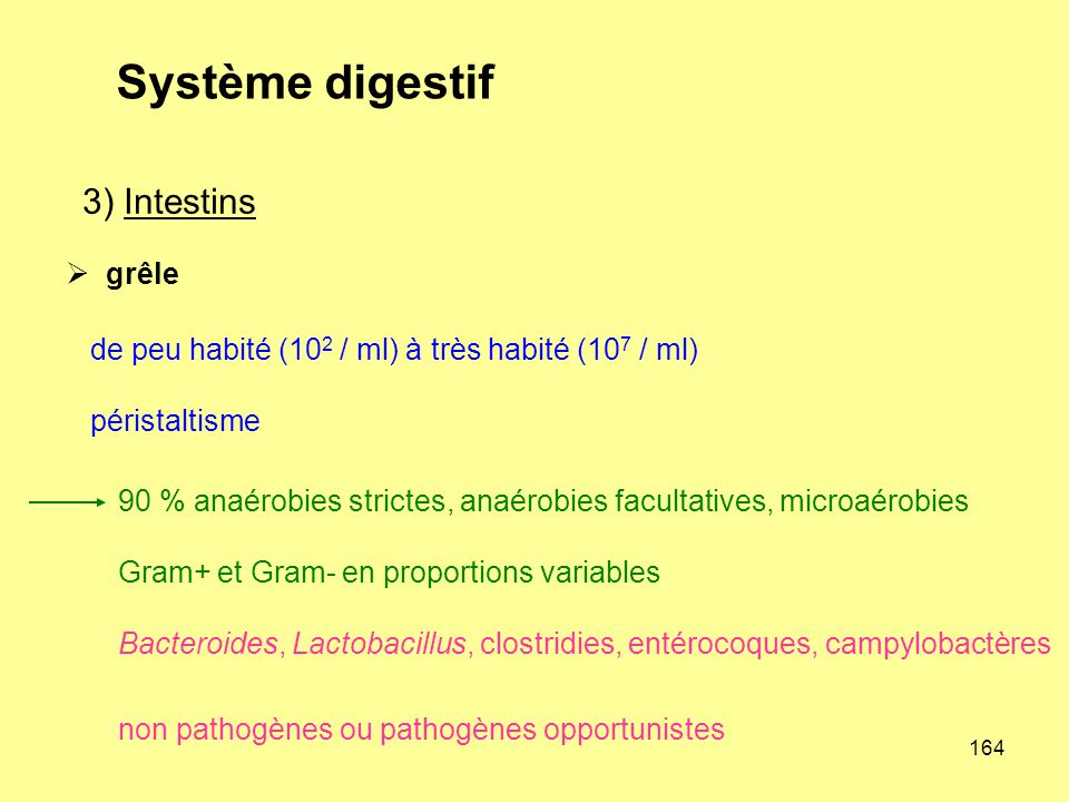Système digestif 3) Intestins grêle