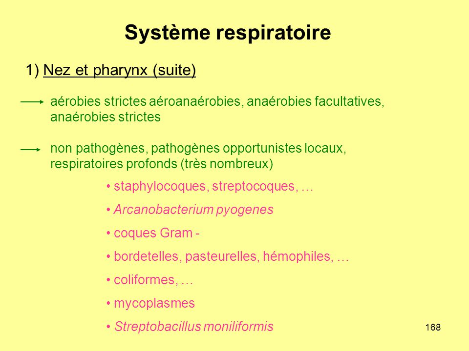 1) Nez et pharynx (suite)