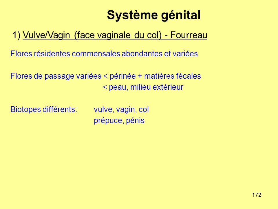 1) Vulve/Vagin (face vaginale du col) - Fourreau