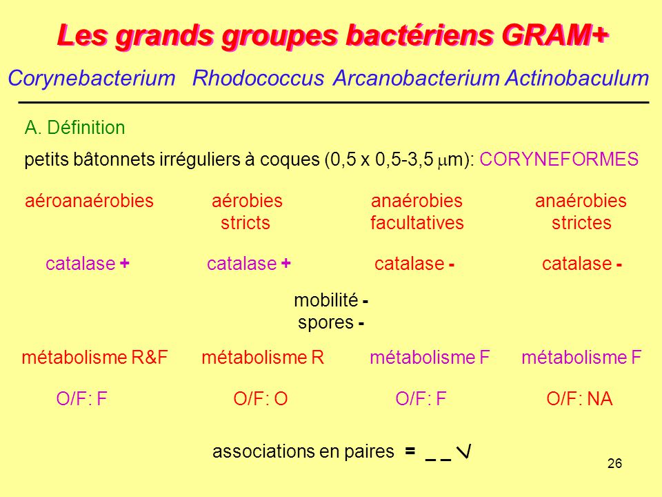 Les grands groupes bactériens GRAM+