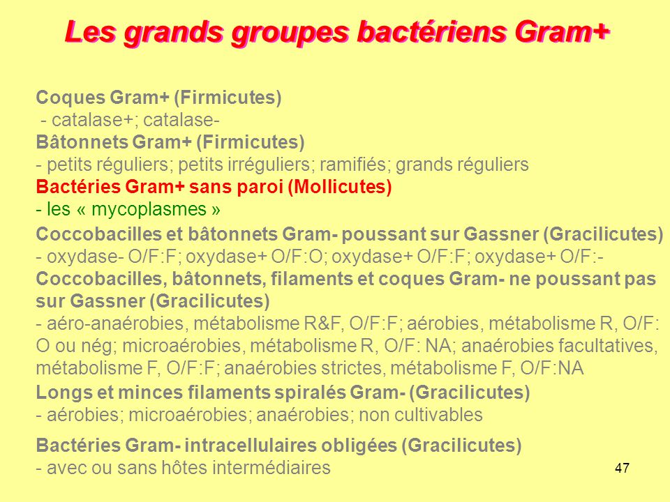 Les grands groupes bactériens Gram+