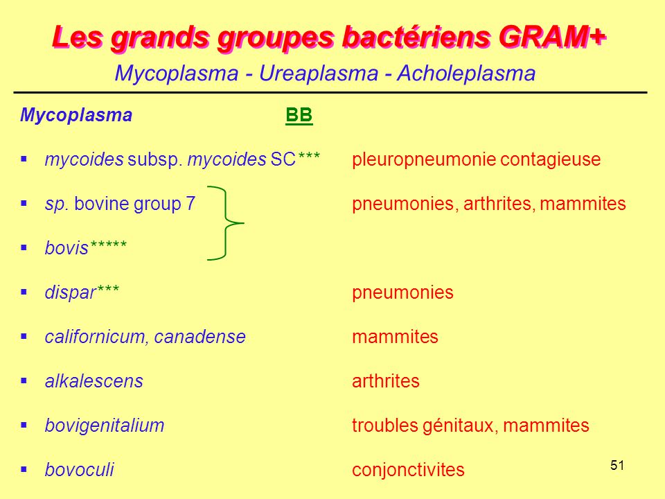 Les grands groupes bactériens GRAM+