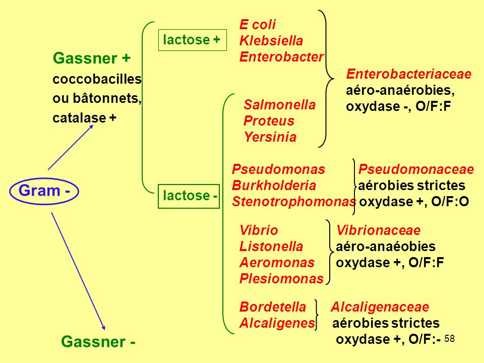 Gassner + Gram - Gassner - E coli Klebsiella lactose + Enterobacter