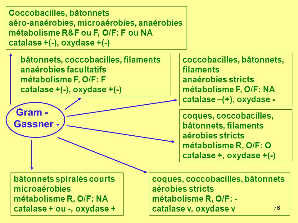 Coccobacilles, bâtonnets aéro-anaérobies, microaérobies, anaérobies métabolisme R&F ou F, O/F: F ou NA catalase +(-), oxydase +(-)