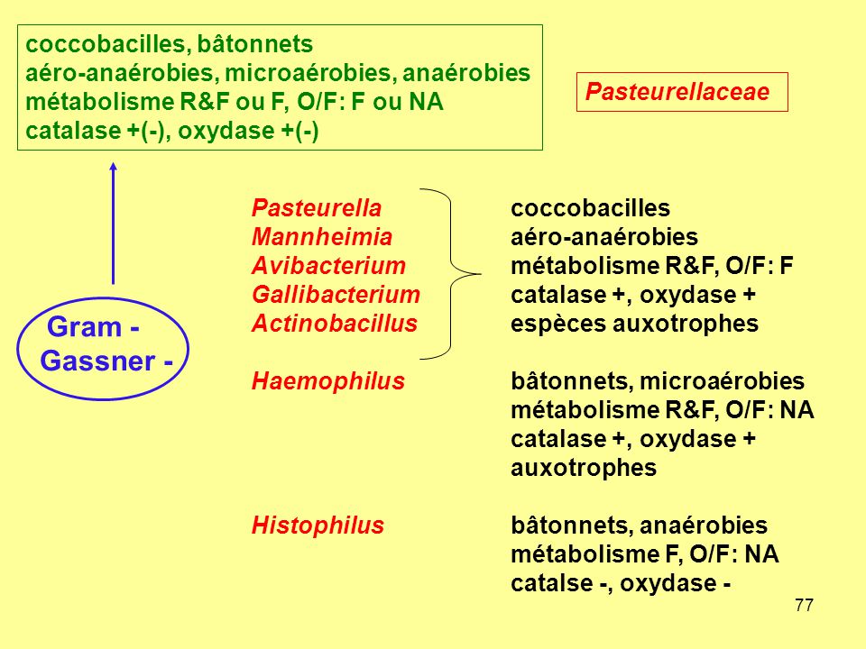 coccobacilles, bâtonnets aéro-anaérobies, microaérobies, anaérobies métabolisme R&F ou F, O/F: F ou NA catalase +(-), oxydase +(-)
