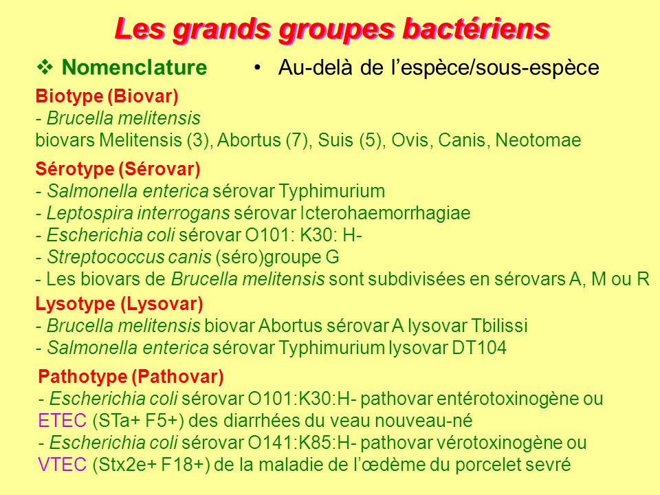 Les grands groupes bactériens