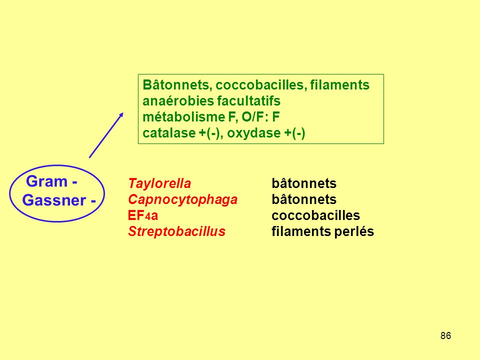 Bâtonnets, coccobacilles, filaments anaérobies facultatifs métabolisme F, O/F: F catalase +(-), oxydase +(-)