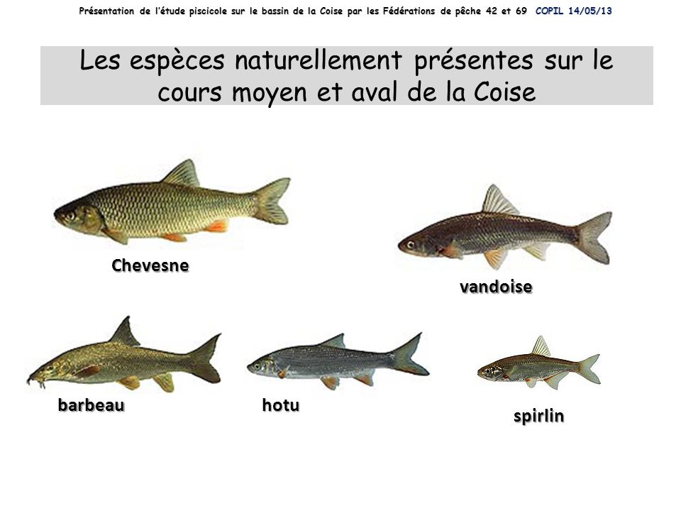 Présentation de l’étude piscicole sur le bassin de la Coise par les Fédérations de pêche 42 et 69 COPIL 14/05/13