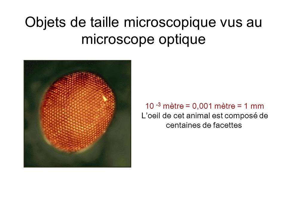 Objets de taille microscopique vus au microscope optique