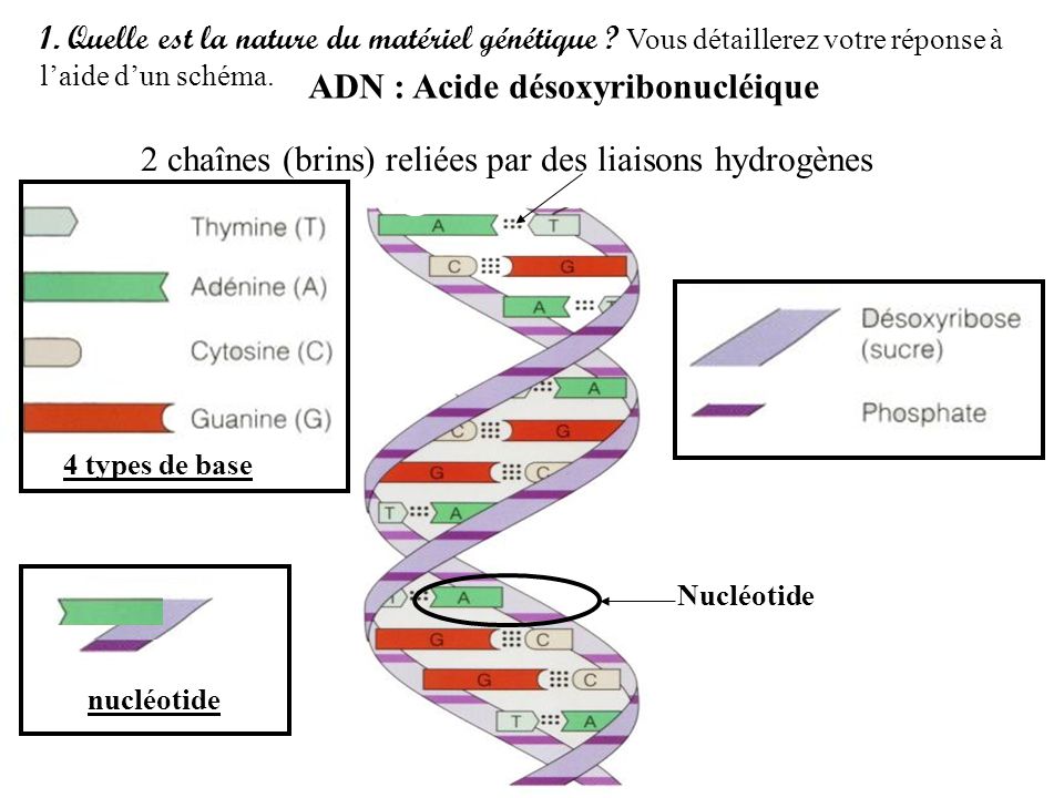 ADN : Acide désoxyribonucléique