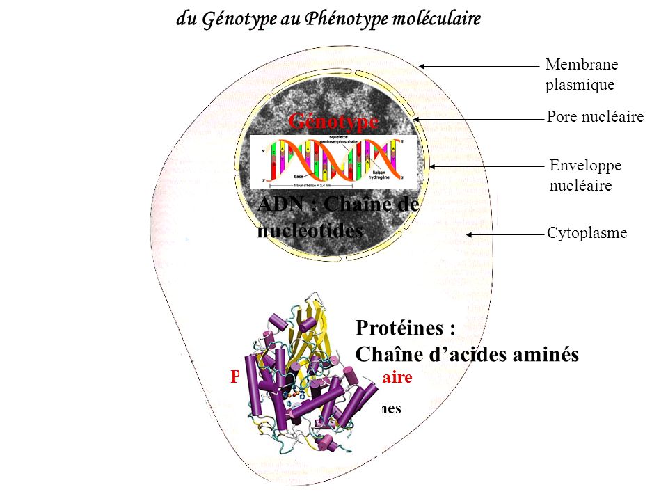 du Génotype au Phénotype moléculaire