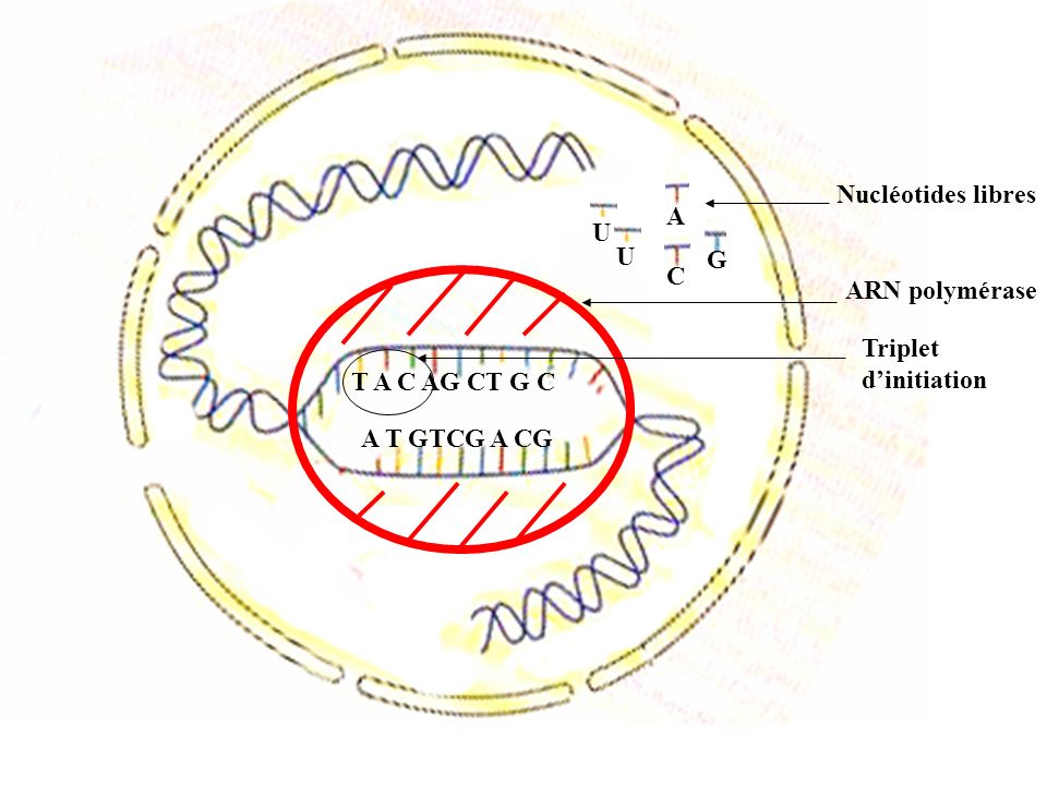 A Nucléotides libres U U G C ARN polymérase Triplet d’initiation T A C AG CT G C A T GTCG A CG