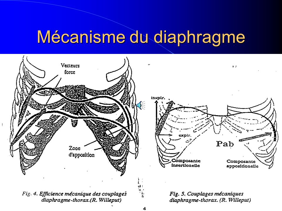 Mécanisme du diaphragme