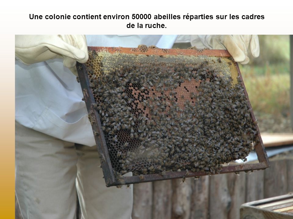 Une colonie contient environ abeilles réparties sur les cadres de la ruche.