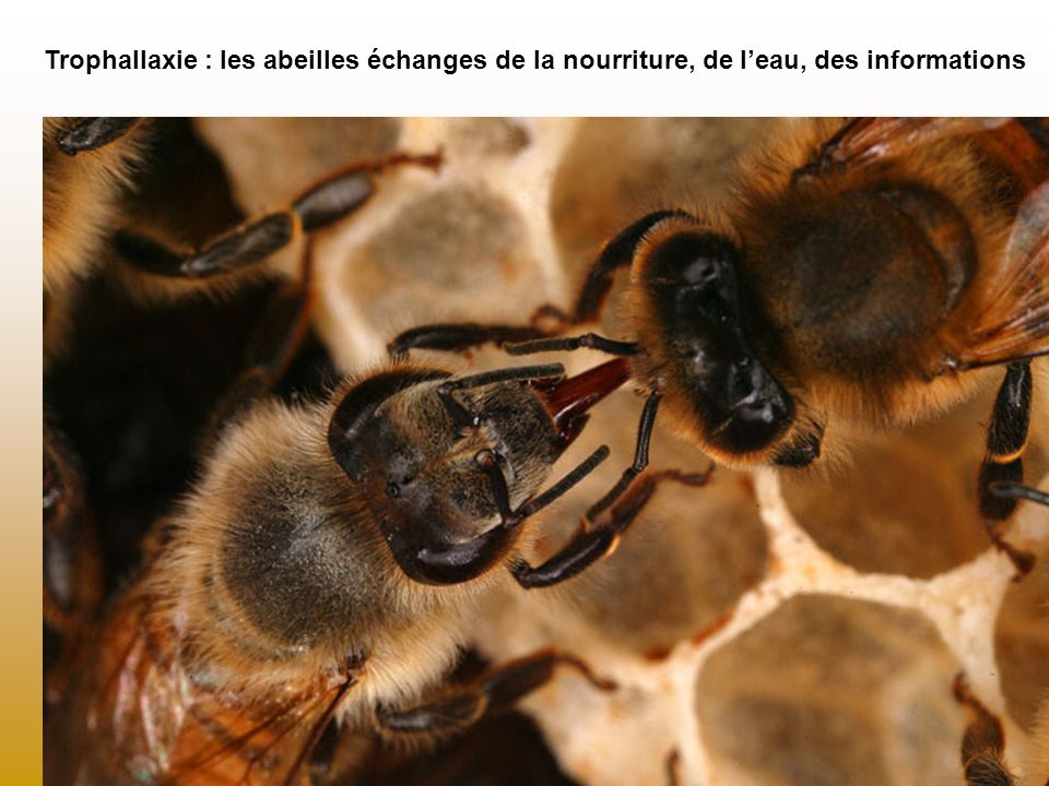 Trophallaxie : les abeilles échanges de la nourriture, de l’eau, des informations
