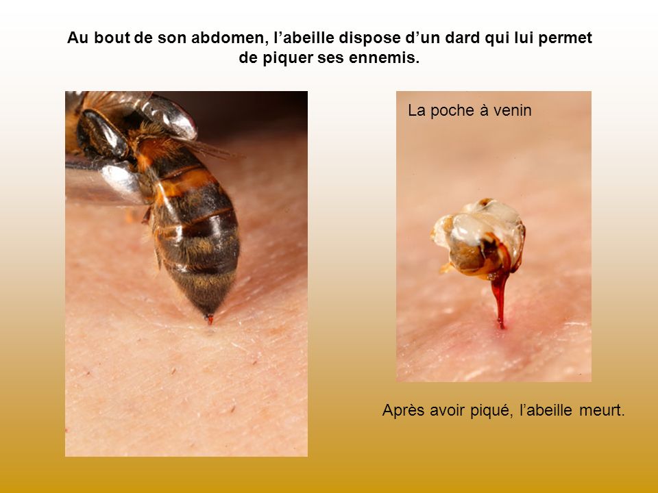 Au bout de son abdomen, l’abeille dispose d’un dard qui lui permet de piquer ses ennemis.