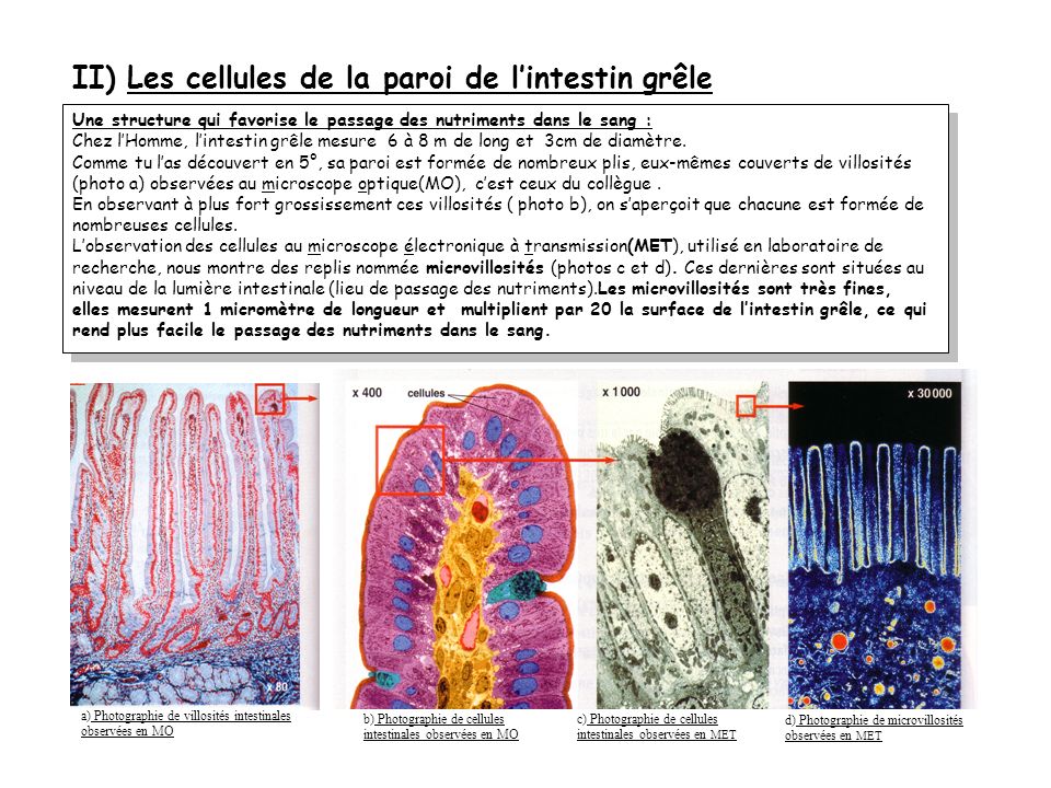 II) Les cellules de la paroi de l’intestin grêle