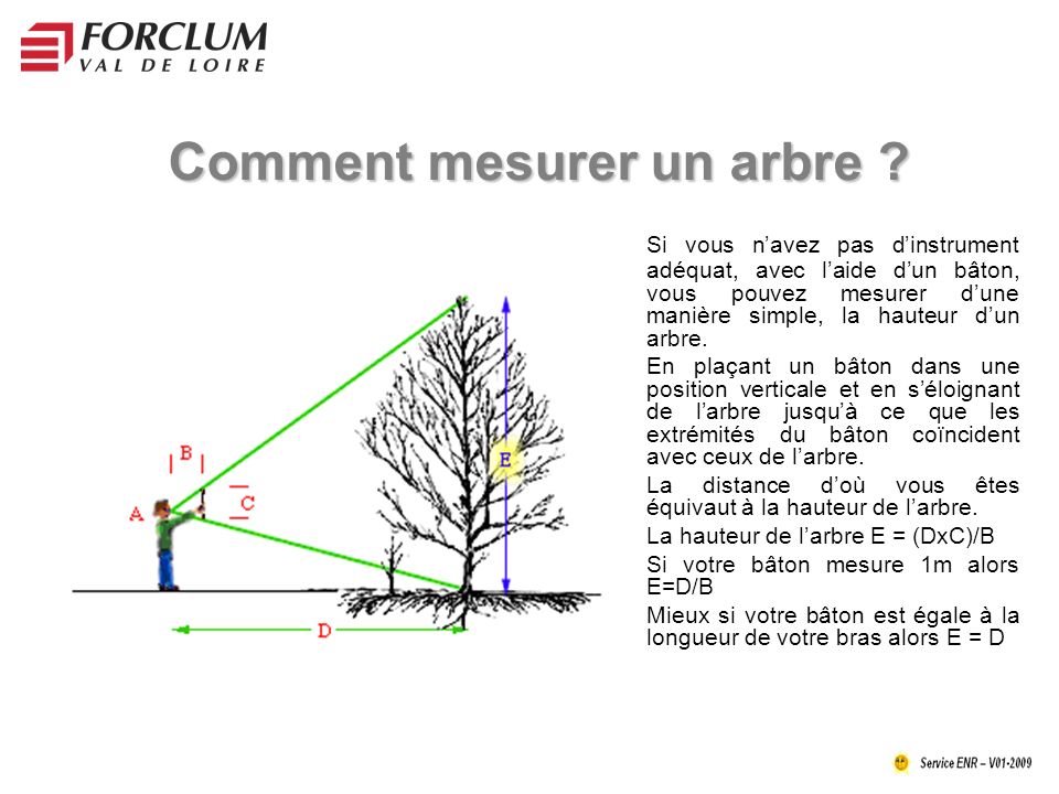 Comment mesurer un arbre