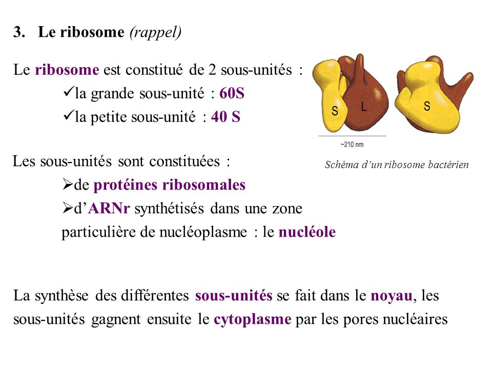 Le ribosome est constitué de 2 sous-unités :