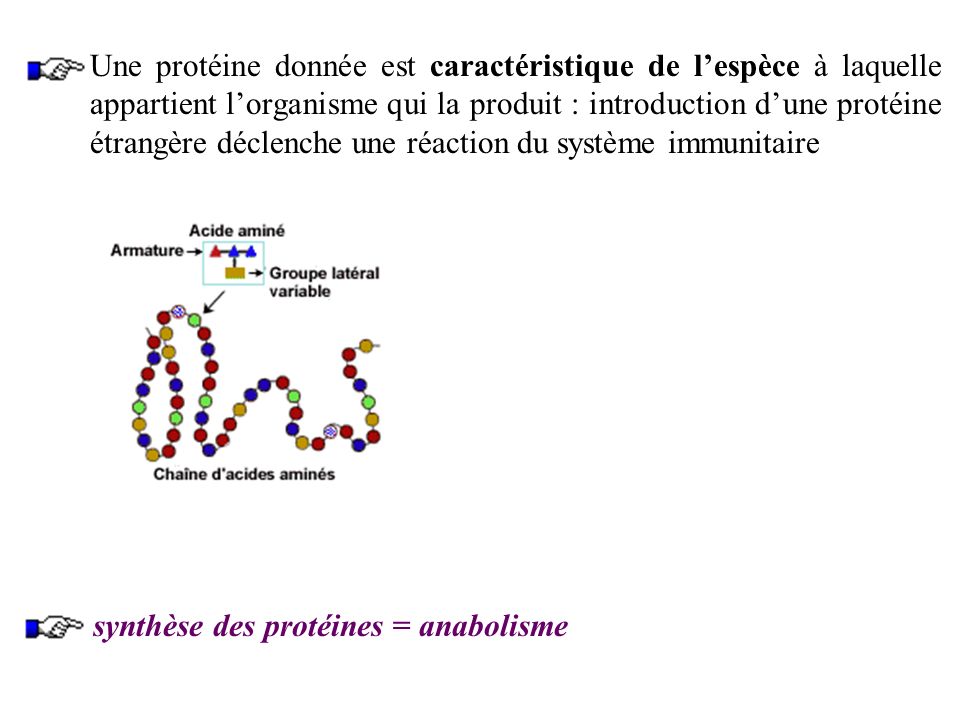 Une protéine donnée est caractéristique de l’espèce à laquelle appartient l’organisme qui la produit : introduction d’une protéine étrangère déclenche une réaction du système immunitaire