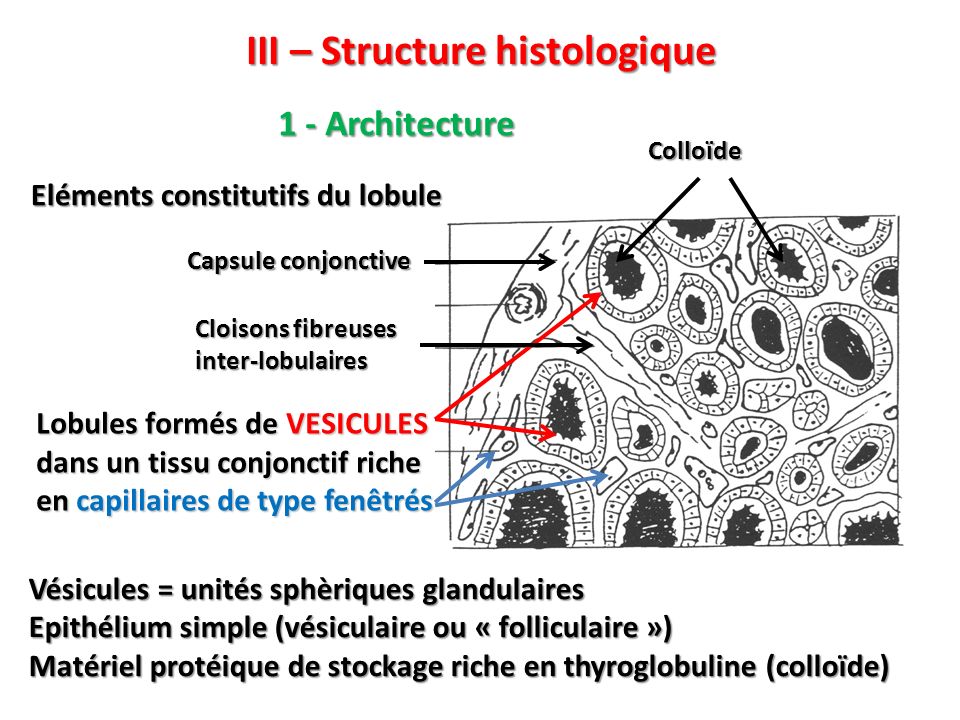 III – Structure histologique