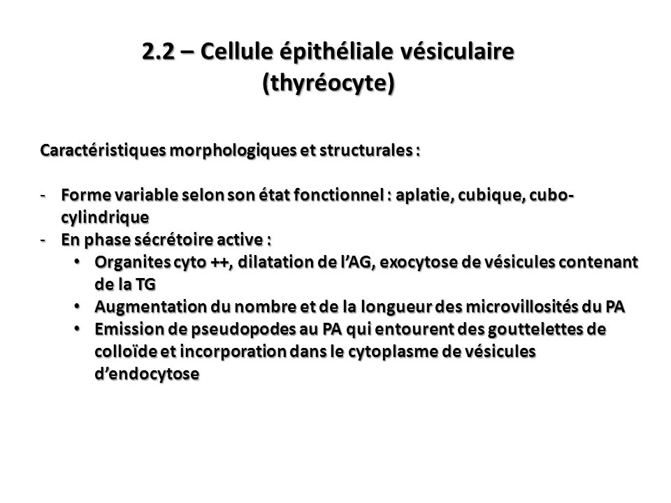 2.2 – Cellule épithéliale vésiculaire (thyréocyte)
