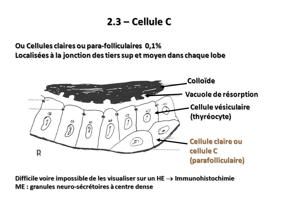 2.3 – Cellule C Ou Cellules claires ou para-folliculaires 0,1%