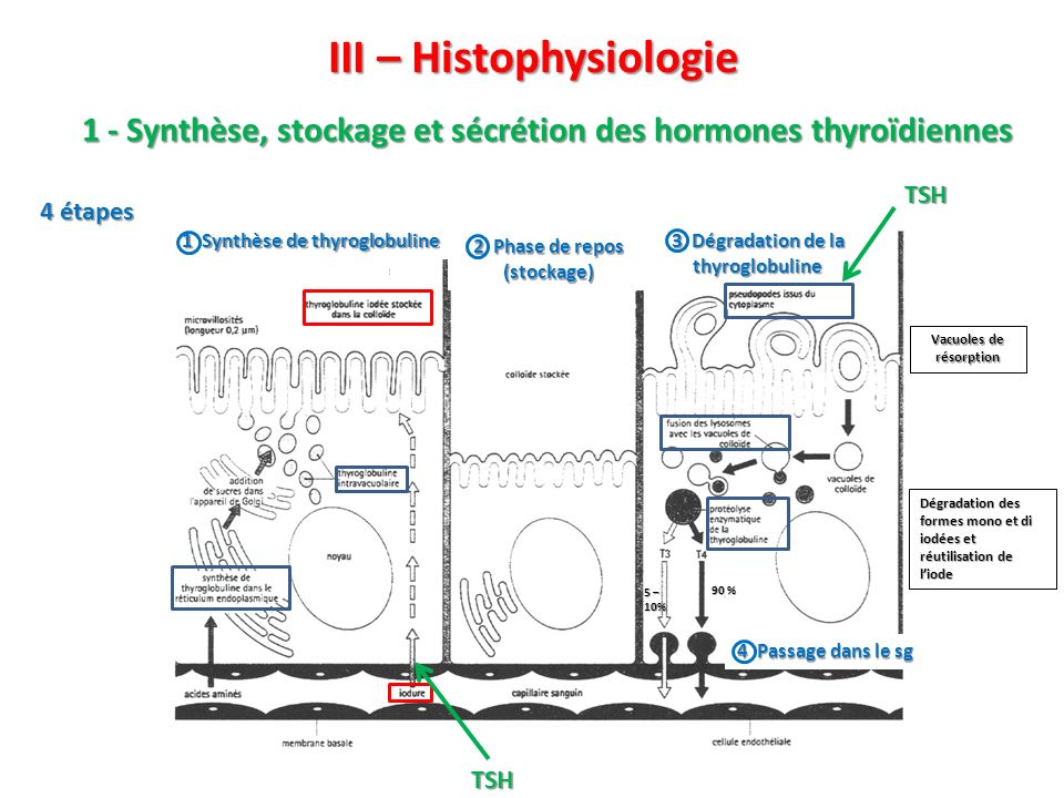 III – Histophysiologie
