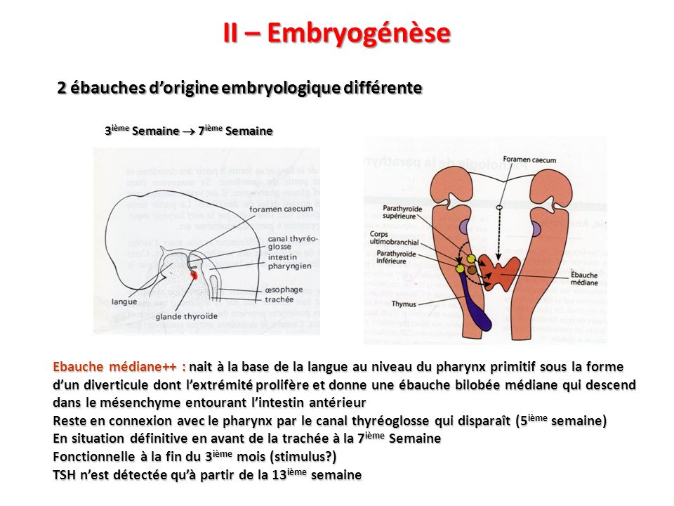 II – Embryogénèse 2 ébauches d’origine embryologique différente