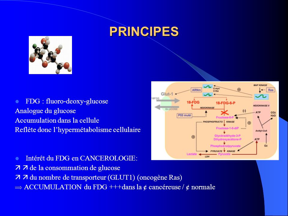 PRINCIPES FDG : fluoro-deoxy-glucose Analogue du glucose