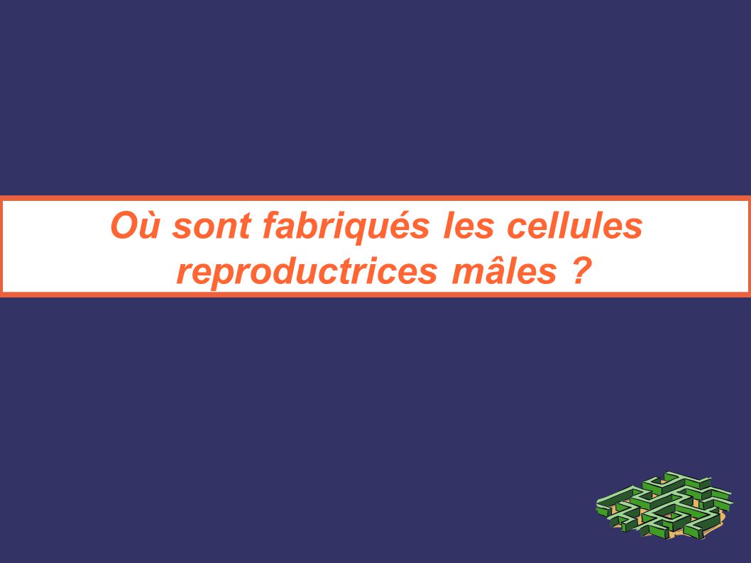 Où sont fabriqués les cellules reproductrices mâles