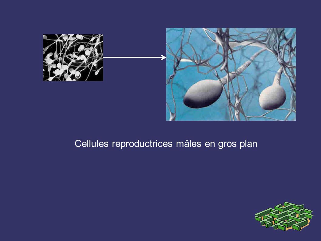 Cellules reproductrices mâles en gros plan