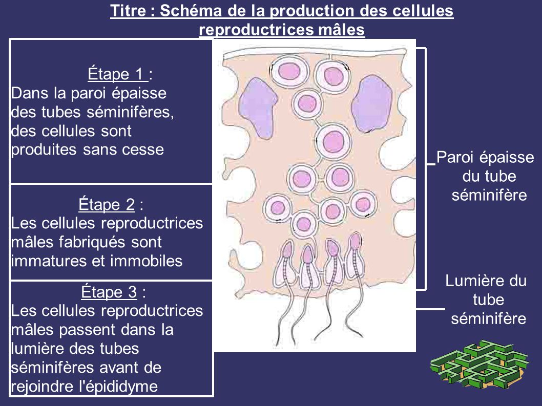 Titre : Schéma de la production des cellules