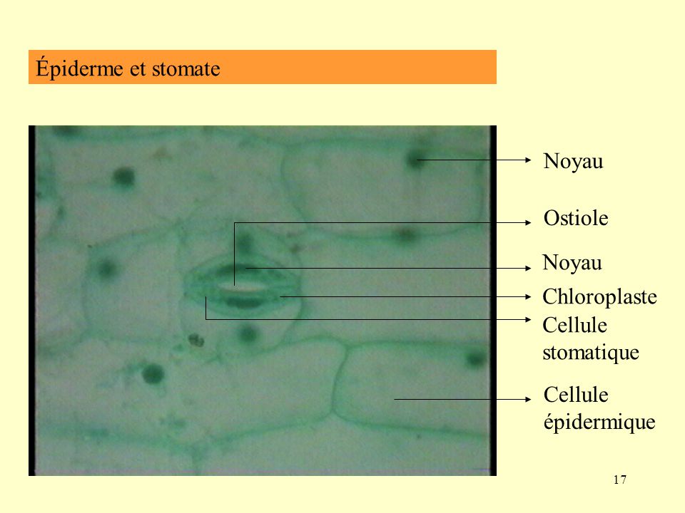 Épiderme et stomate Noyau Ostiole Noyau Chloroplaste Cellule stomatique Cellule épidermique