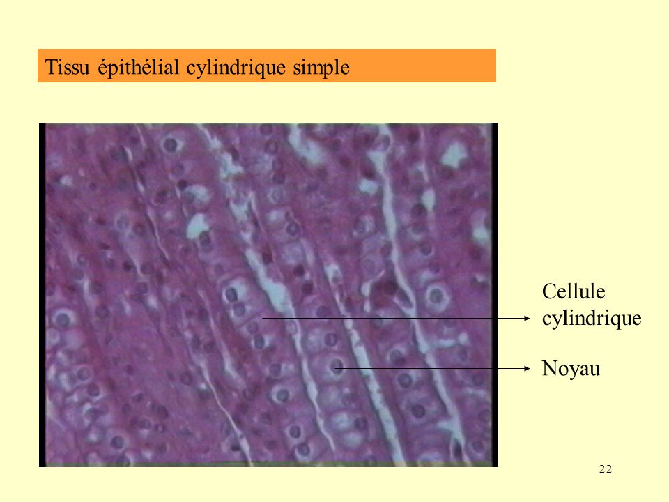 Tissu épithélial cylindrique simple