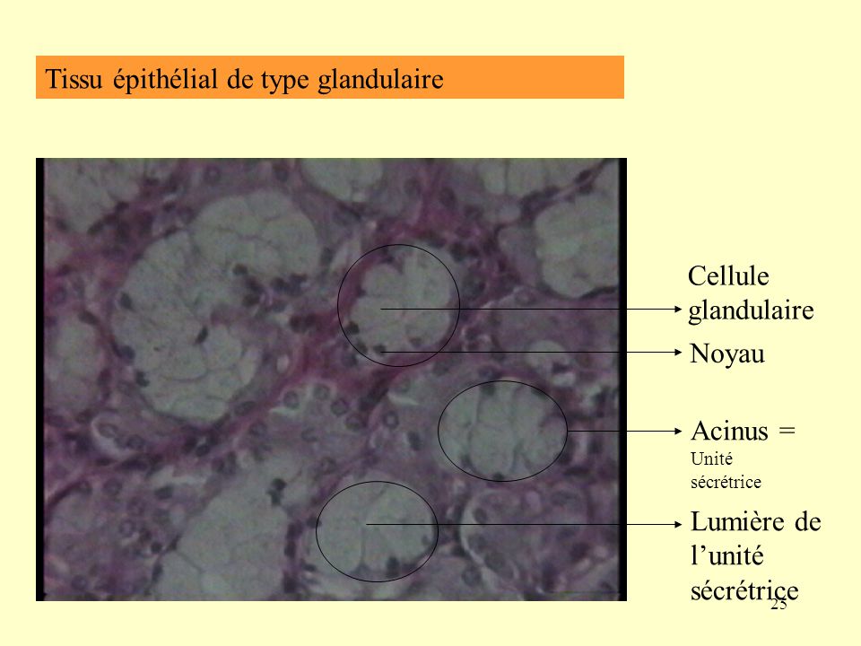 Tissu épithélial de type glandulaire