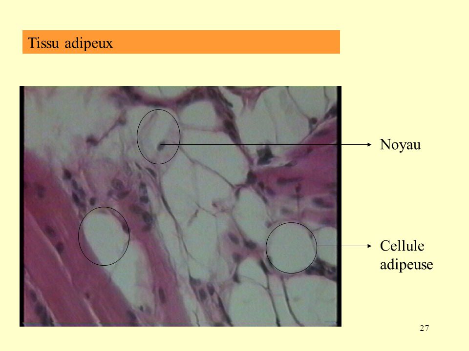 Tissu adipeux Noyau Cellule adipeuse