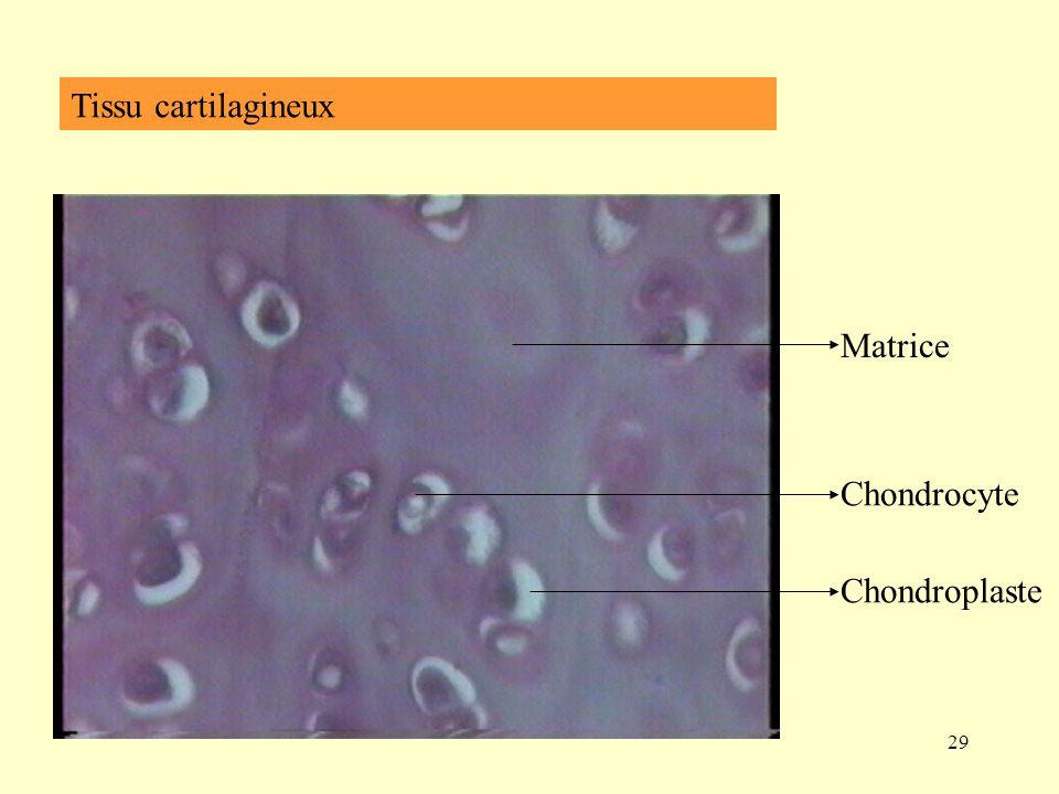 Tissu cartilagineux Matrice Chondrocyte Chondroplaste
